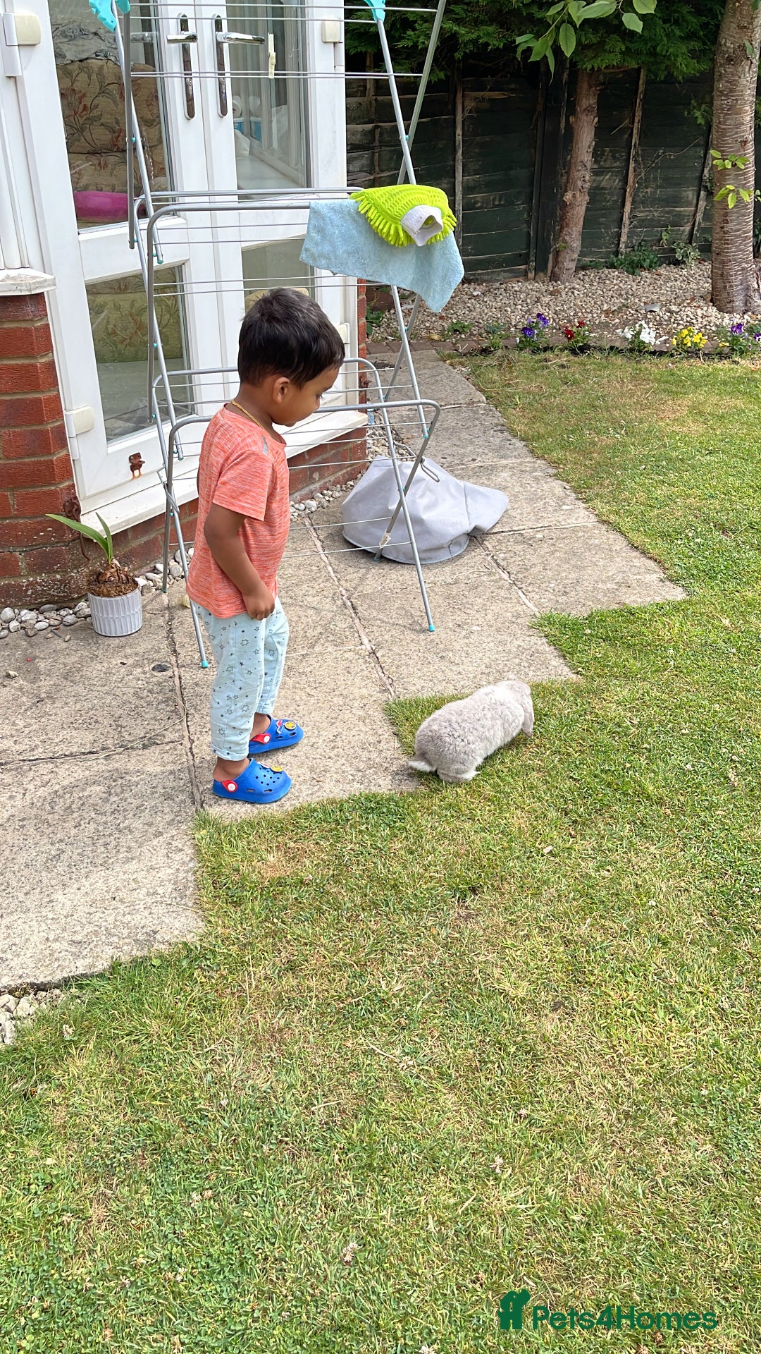 Mini Lop rabbits for sale: Mini lop for sale  - Advert 4