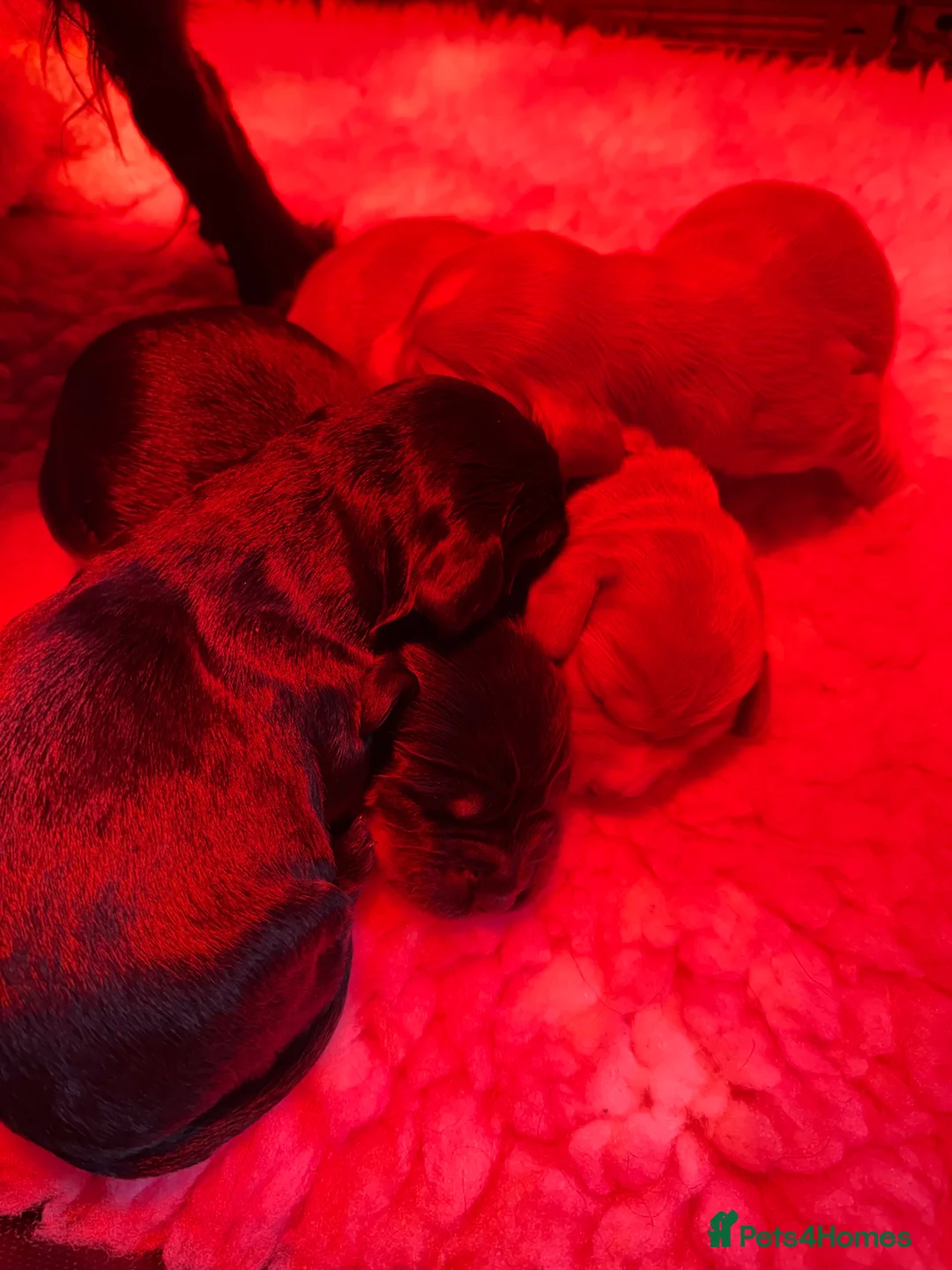 Cocker Spaniel dogs for sale: 4 stunning cocker spaniel babies for sale - Advert 2