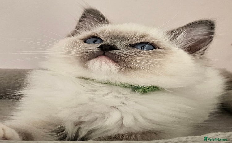 Ragdoll cats - Advert 14