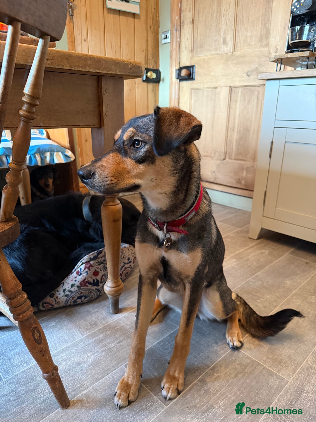 Huntaway dogs for sale: Huntaway  - Advert 2