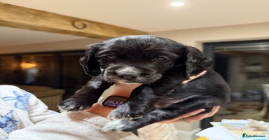 Cocker Spaniel dogs * only 1 left - Pedigree Working Cocker Spaniels  - Advert 13