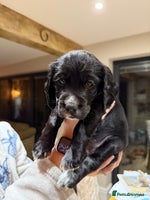 Cocker Spaniel dogs * only 1 left - Pedigree Working Cocker Spaniels - Advert 14