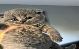 British Shorthair cats for sale: 🌟GCCF Registered Kittens, Ready 21st August🌟 in Abergavenny - Image 10
