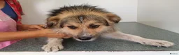 Mixed Breed dogs for adoption: BEN's Journey to Safety - Advert 28