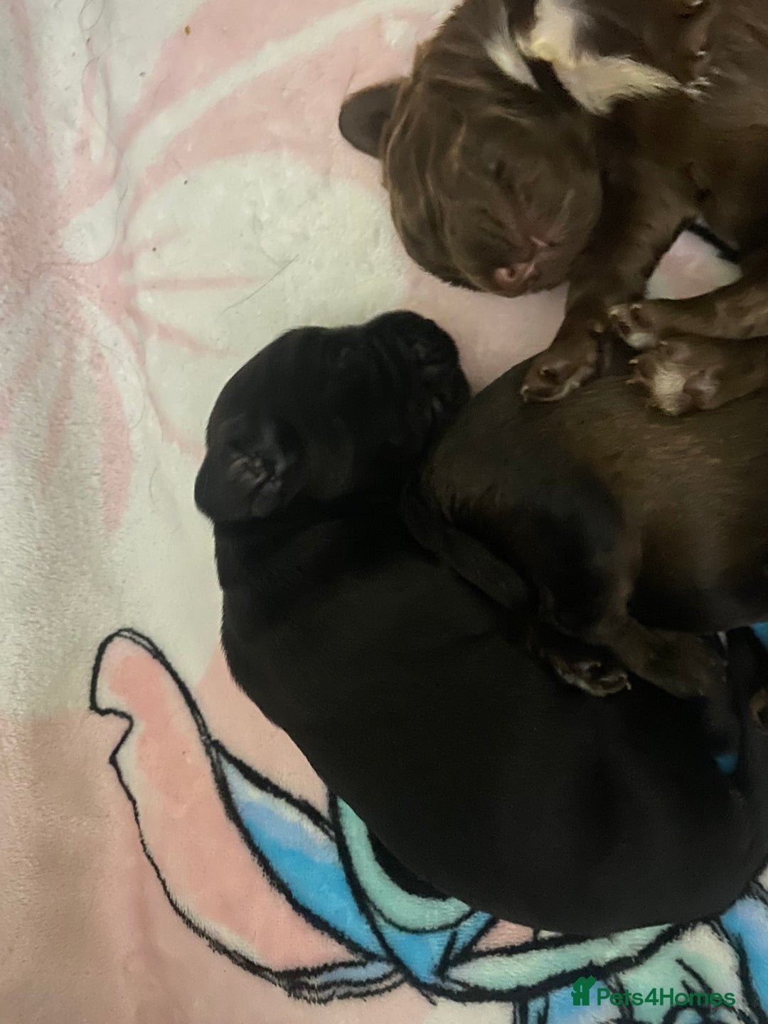 Sprocker dogs for sale: Beautiful Sprocker Puppies Ready 30th December - Advert 9