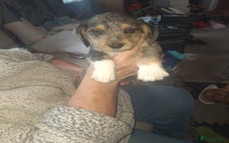 Mixed Breed dogs for sale: Beautiful litter of dachshund mix puppies  - Image 8