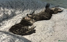 Mixed Breed cats for sale: Maine coon x ragdoll  - Image 7