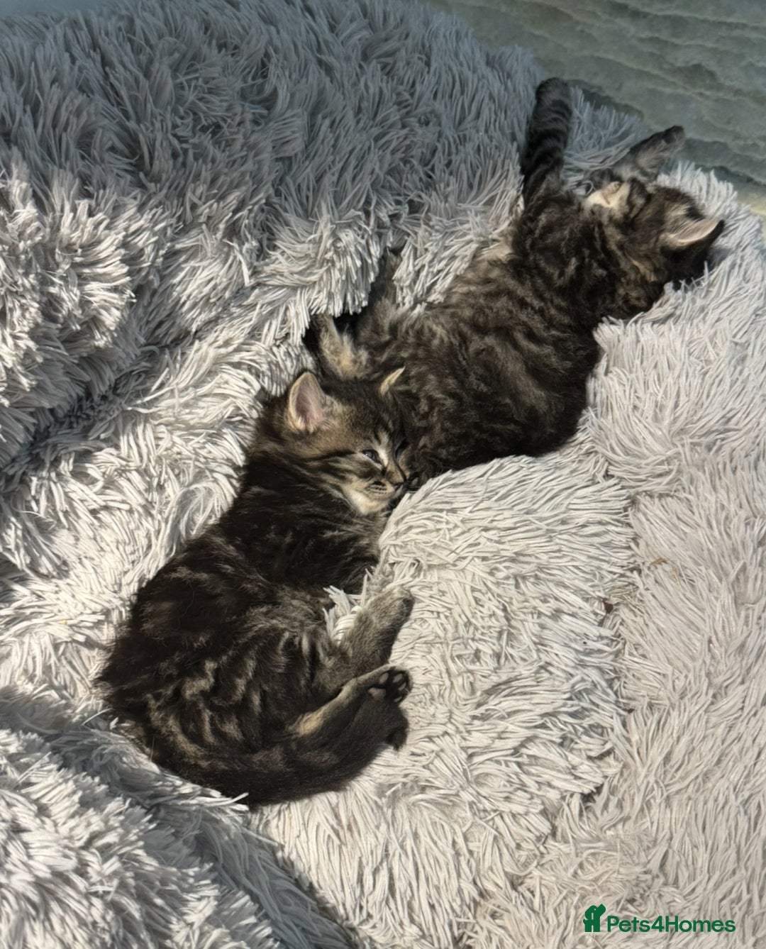 Mixed Breed cats for sale: Maine coon x ragdoll  - Image 7