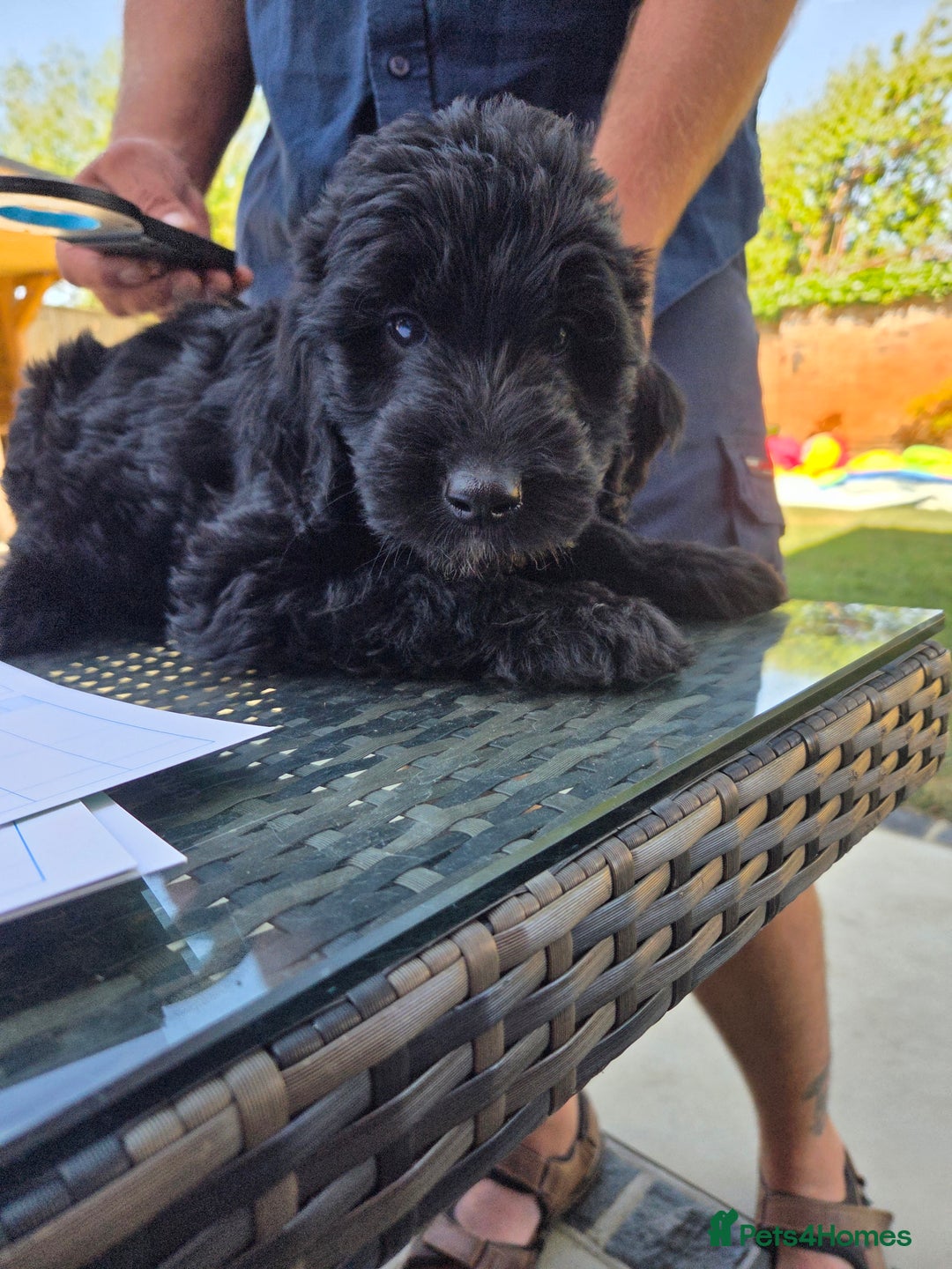 Goldendoodle dogs for sale: 🐾 One Boy Left.. Adorable F1 Goldendoodles 🐾  in High Wycombe - Image 5