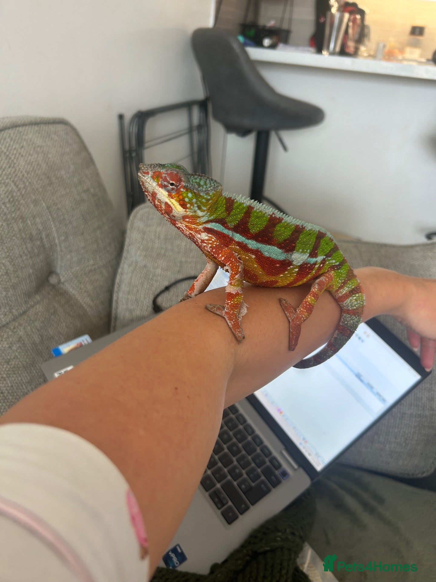 Chameleon reptiles Male panther chameleon  - Advert 6