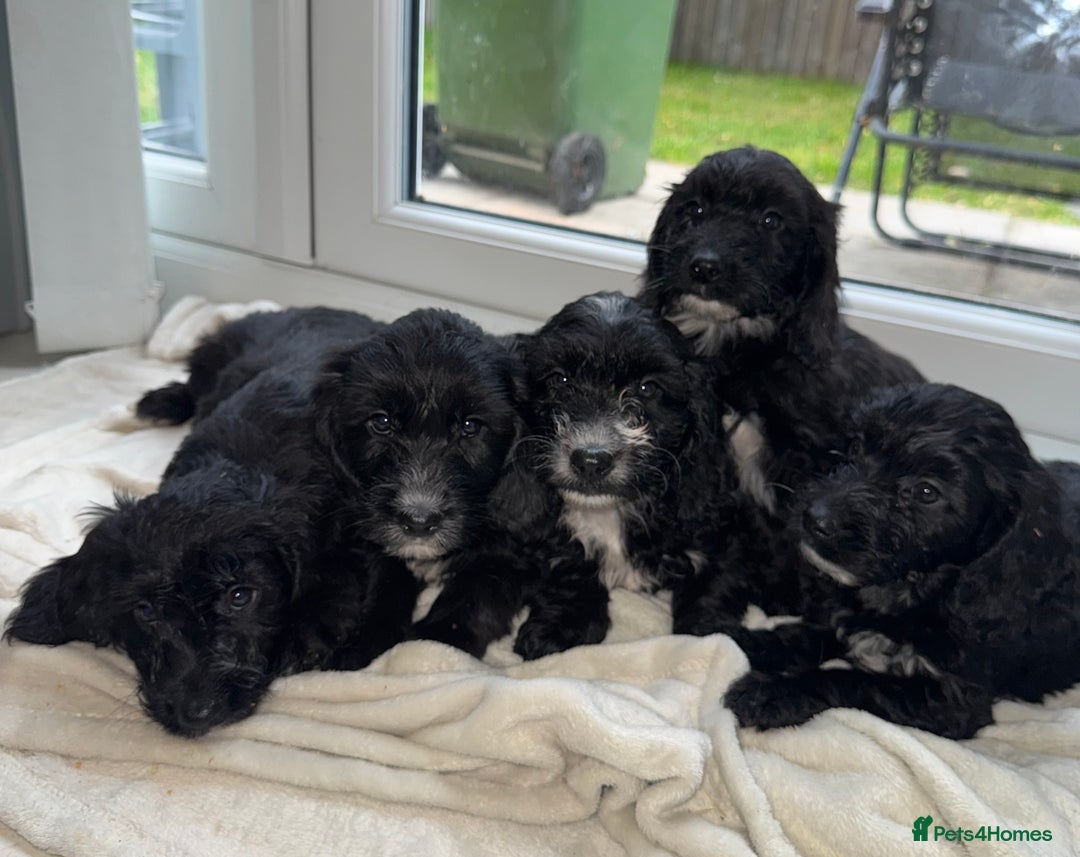Sproodle dogs for sale: Beautiful Sproodle pups  - Image 4