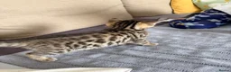Bengal cats for sale: Boy and a girl  - Advert 9