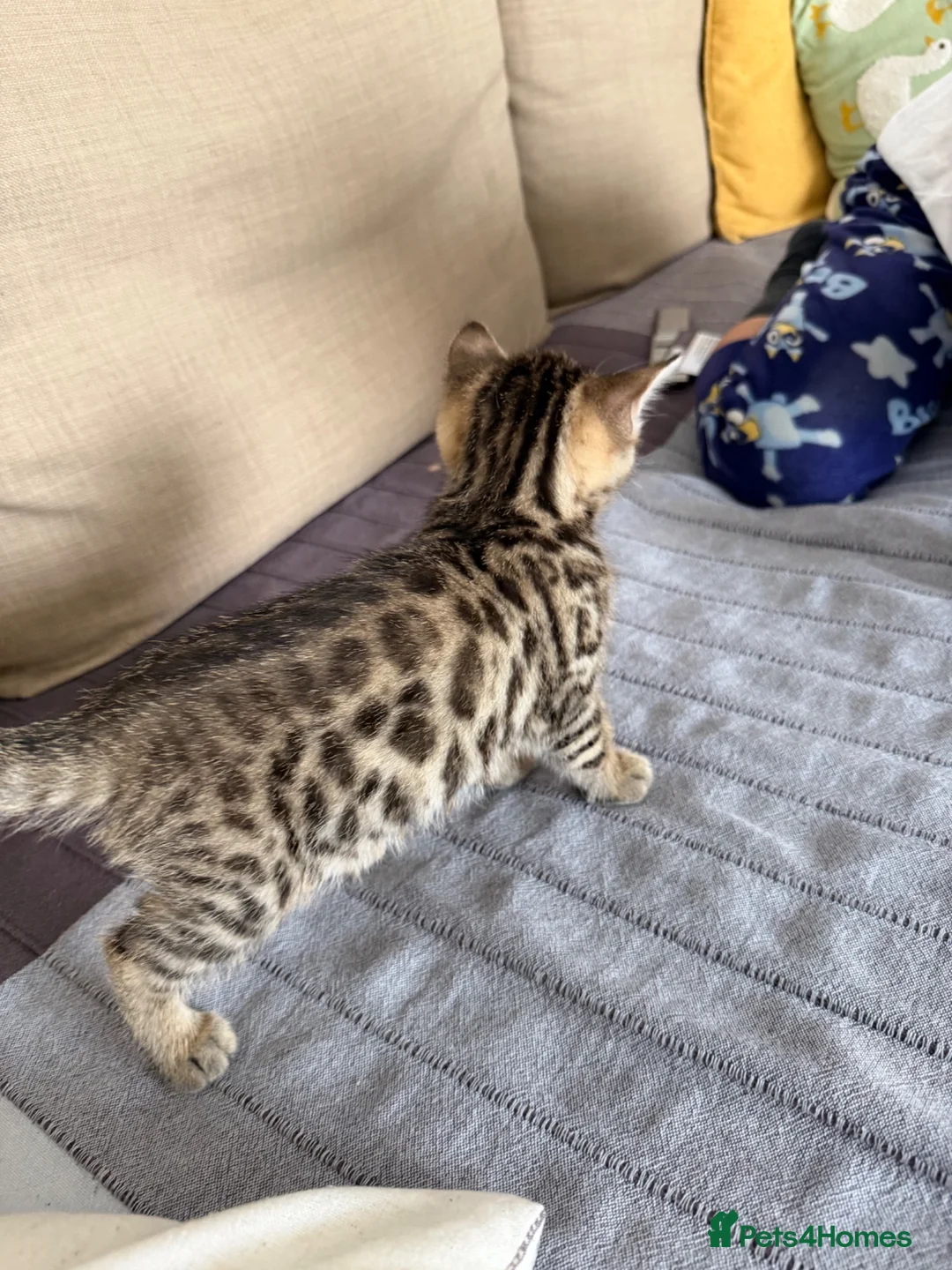 Bengal cats for sale: Boy and a girl  - Advert 9