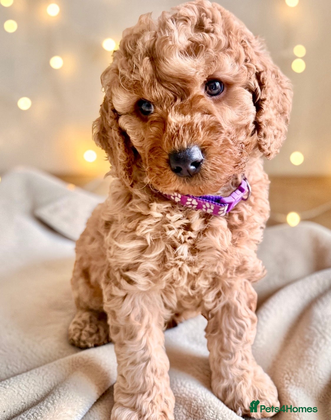 Cockapoo dogs Extensively DNA  Heath checked cockapoo puppies  - Advert 6