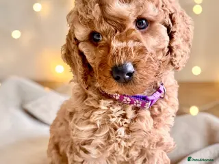 Cockapoo dogs Extensively DNA Heath checked cockapoo puppies - Advert 6