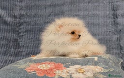 Pomeranian dogs for sale: Gorgeous Teddy Bear Pomeranian Puppies - Image 8