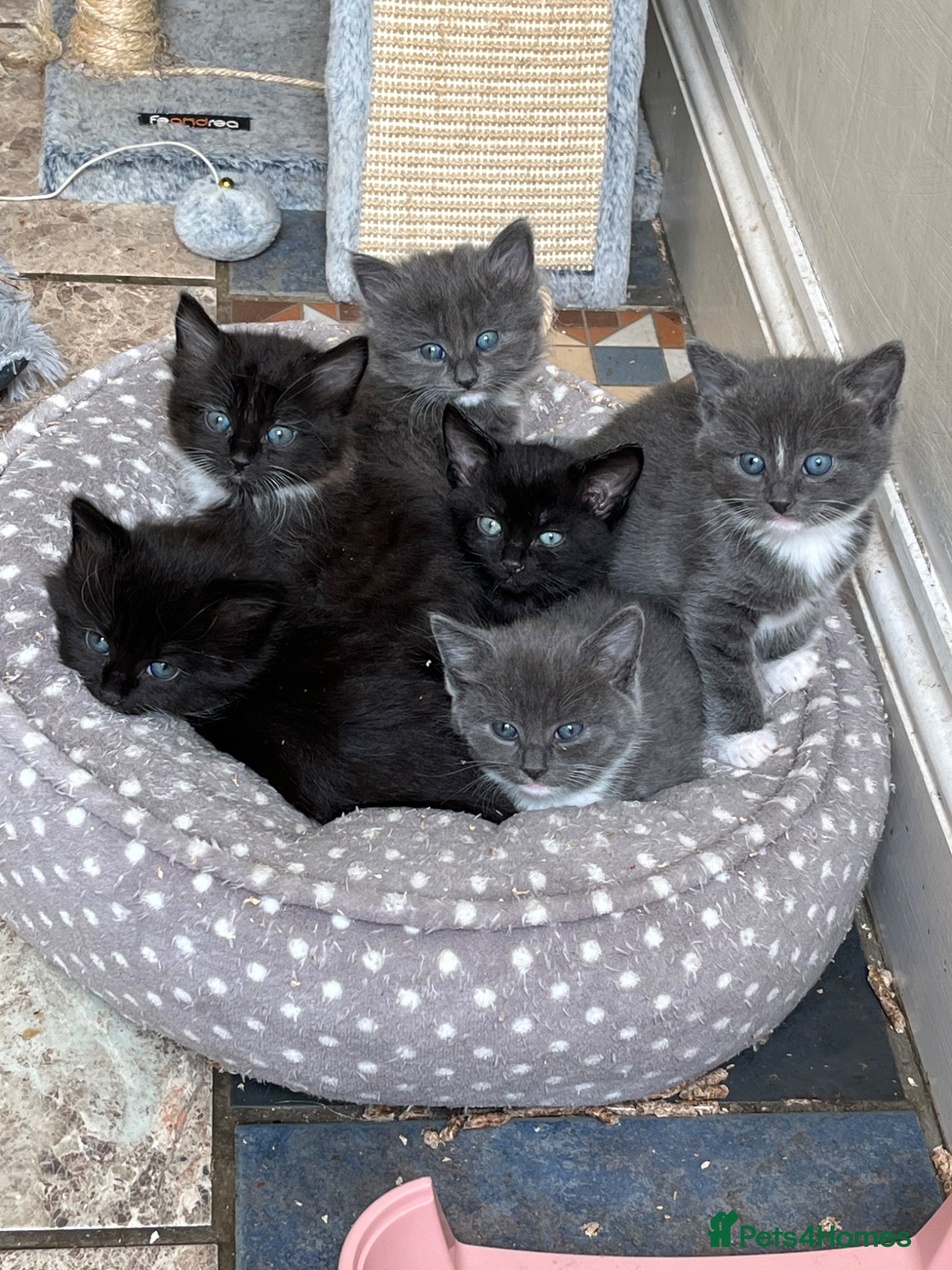 Mixed Breed cats beautiful & friendly long haired and shorthaired  - Advert 1