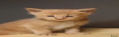 Maine Coon 2
