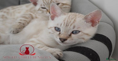 Bengal cats - Advert 1