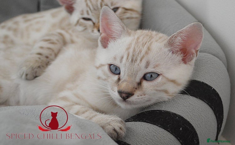 Bengal cats - Advert 12