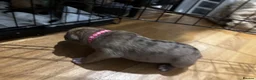 Mixed Breed dogs for sale: Cane corso  ** tiff pups in Westcliff-on-Sea - Advert 8