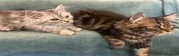 Persian cats for sale: 2 BOYS LEFT  - Advert 21