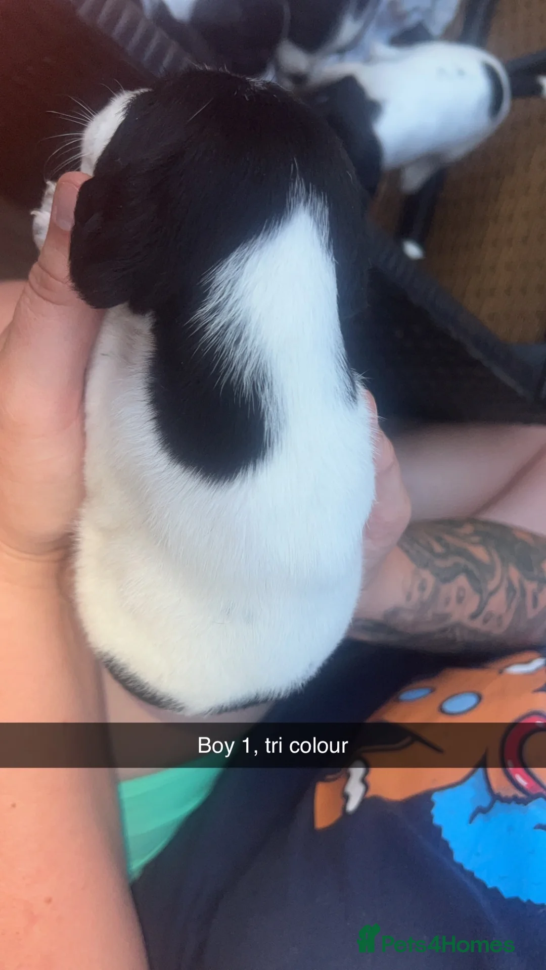 Mixed Breed dogs for sale: Beautiful mixed breed pups  in Chichester - Advert 17