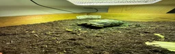 Tortoise reptiles for sale: Sulcata tortoise  in Manchester - Advert 2