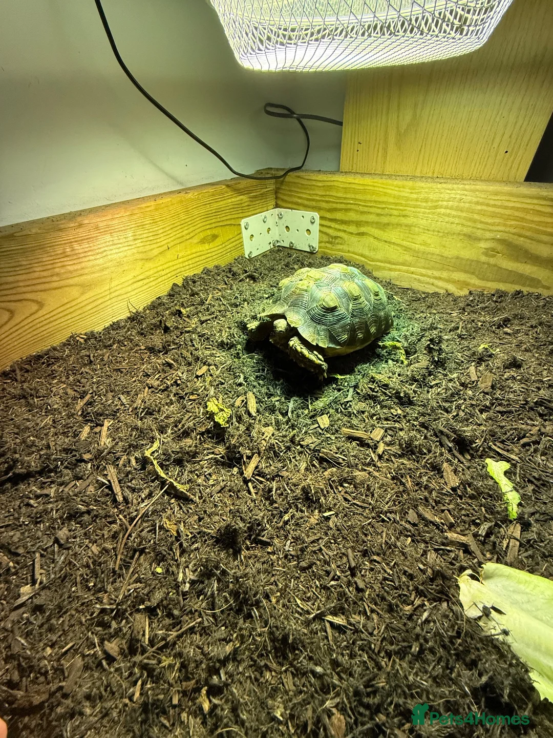 Tortoise reptiles for sale: Sulcata tortoise  in Manchester - Advert 2