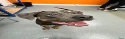 Cane Corso dogs for sale: Cane Corso 17 months old in Tamworth - Advert 4