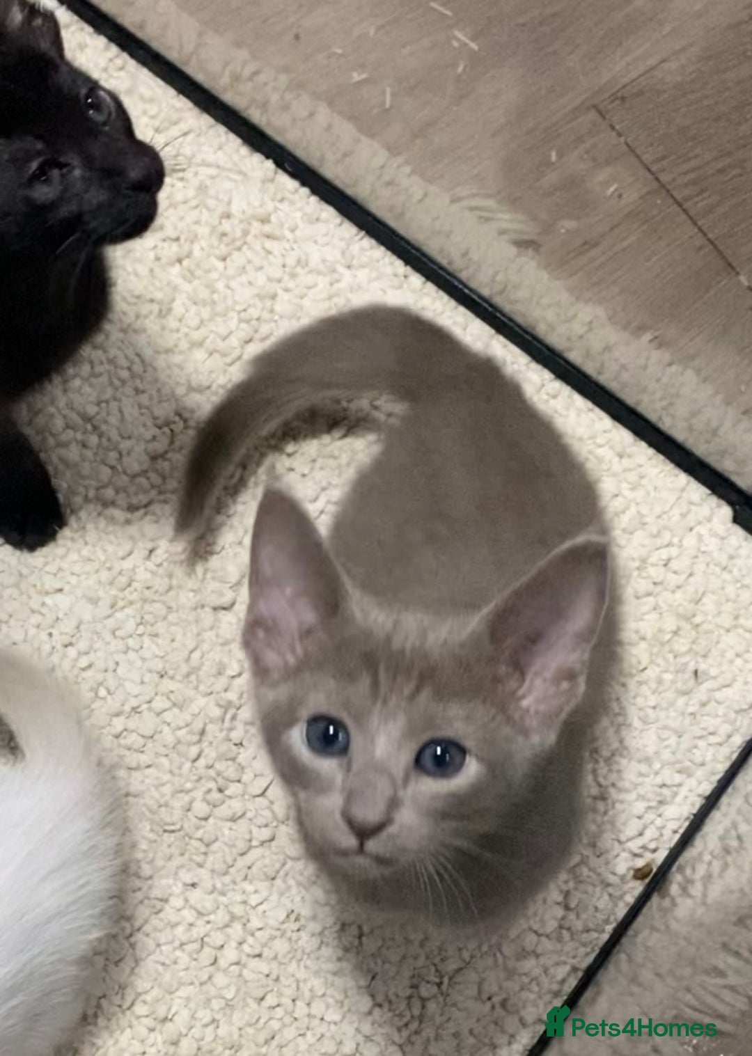 Oriental cats for sale: Oriental kittens  - Advert 27