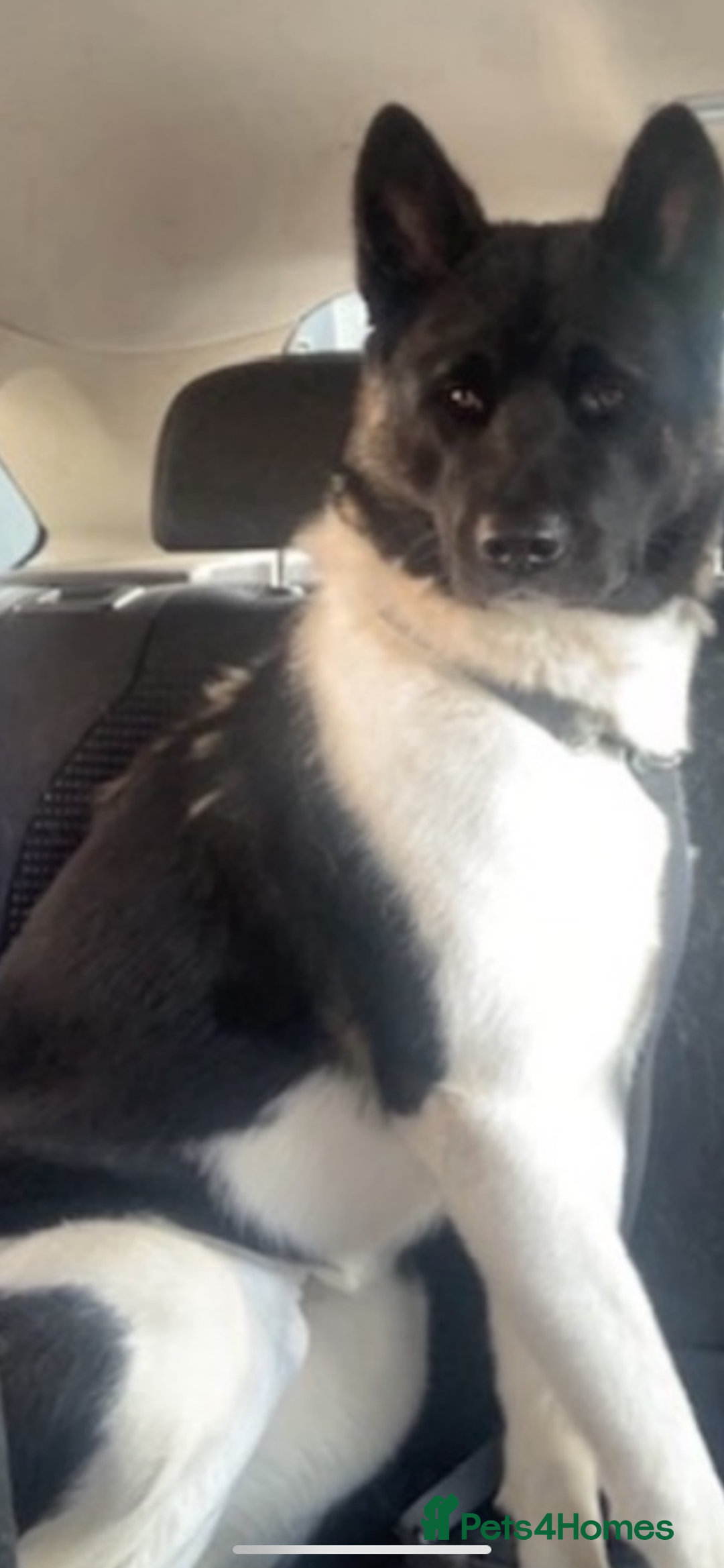 Akita dogs for sale: Emergency home needed before euthanasia  - Advert 4