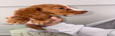 Cocker Spaniel 3