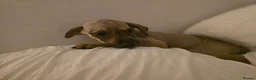 Mixed Breed dogs for adoption: Krissie  - Advert 7