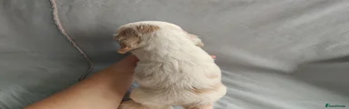 Cocker Spaniel 4
