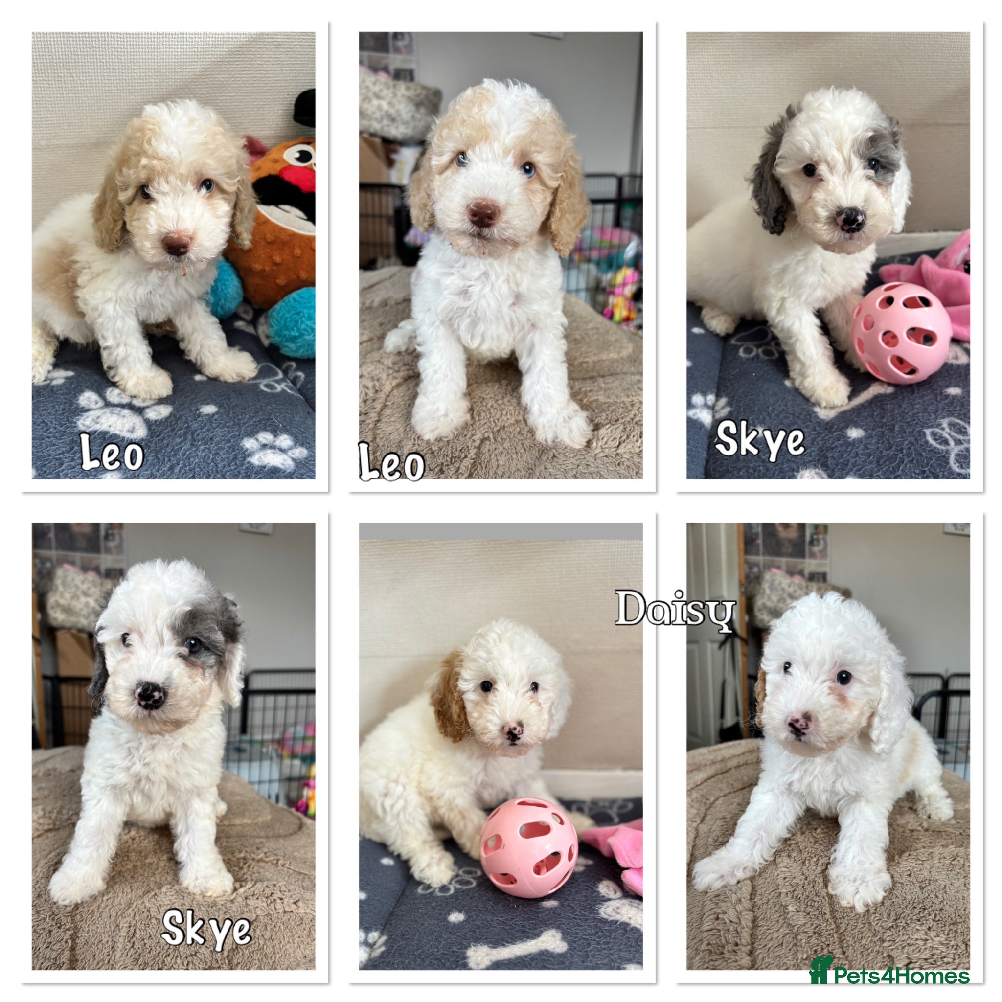 Cavapoo dogs Ready Now 3 extensively health tested cavapoo - Advert 15