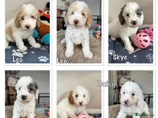 Cavapoo dogs Ready Now 3 extensively health tested cavapoo - Advert 15