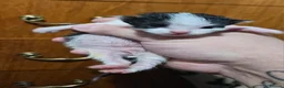 Mixed Breed cats for sale: 2 male kittens  - Advert 4