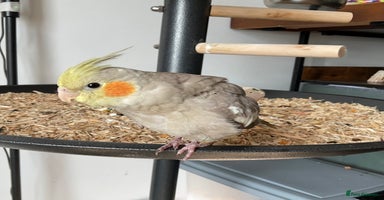 Cockatiels birds - Advert 1