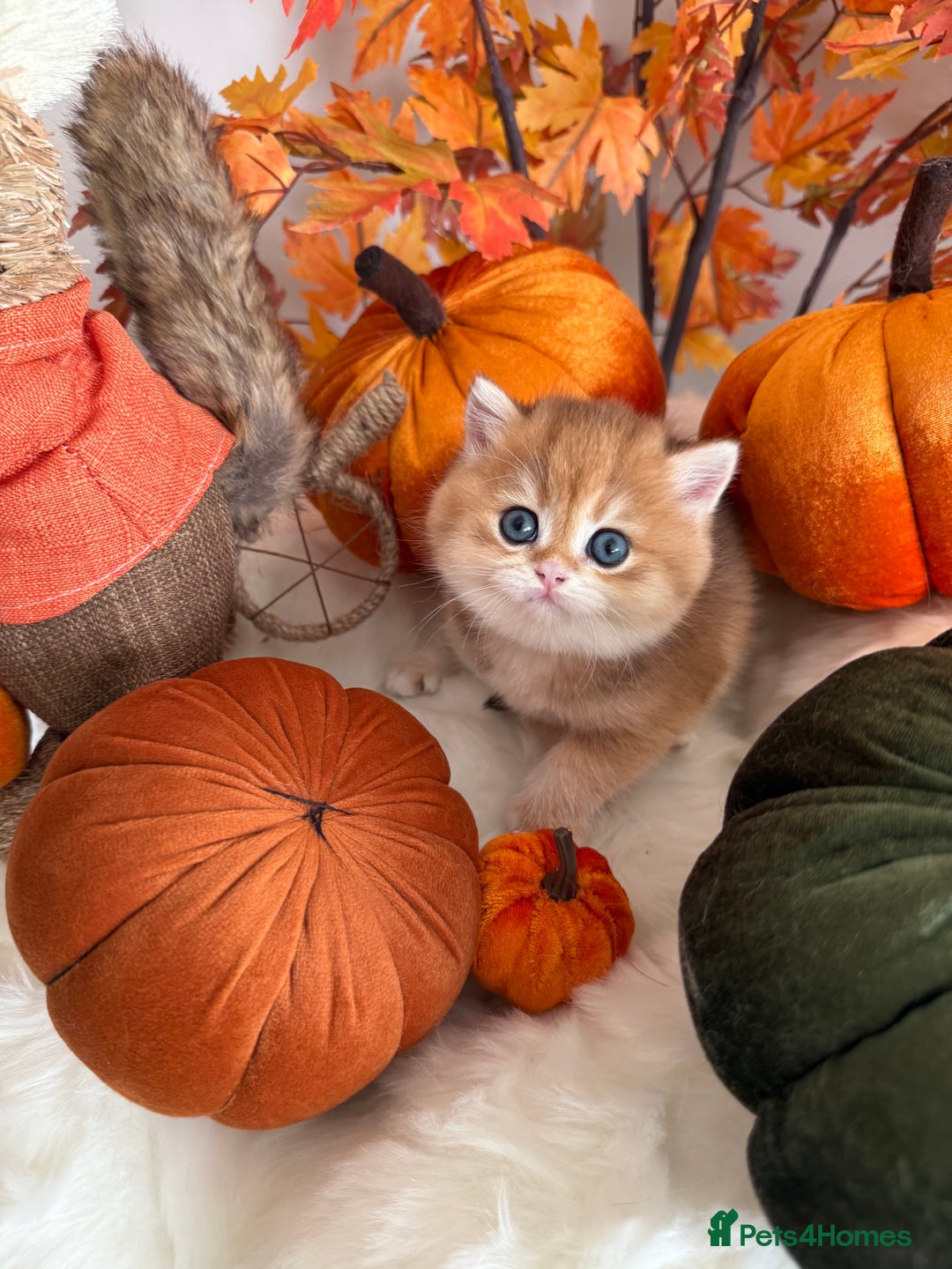 British Shorthair cats for sale: Golden British Shorthair  - Image 17