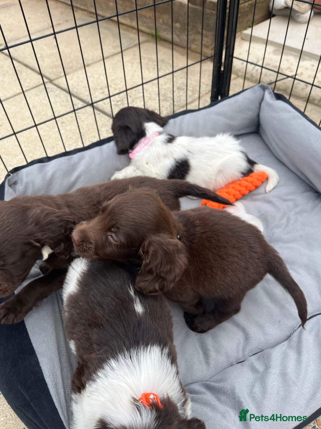 Mixed Breed dogs for sale: Beautiful cockapooXspringer puppies - Image 10