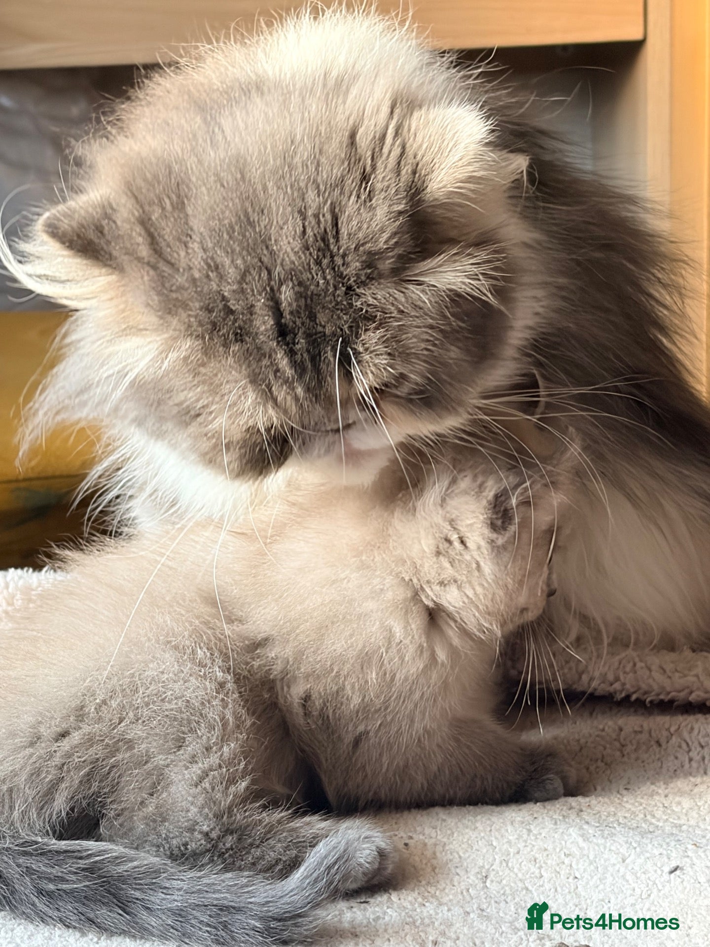 Persian cats Persian kittens for sale  - Advert 8