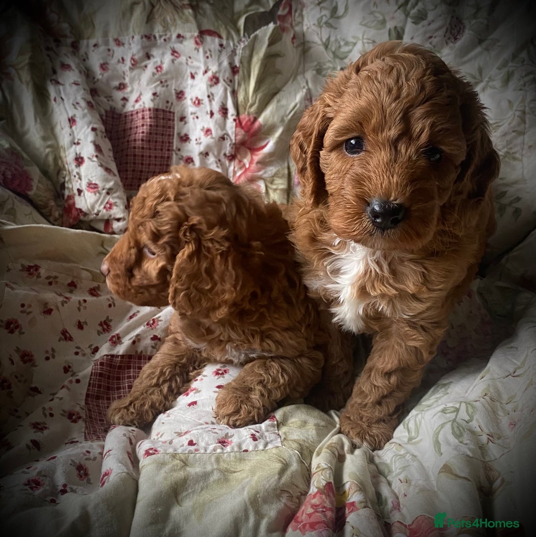 Cockapoo dogs for sale: Fabulous F1b Fox Red Cockapoo Health Cleared - Image 30