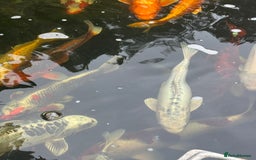 Koi Carp fish for sale: Complete Koi carp set up for sale - Image 14