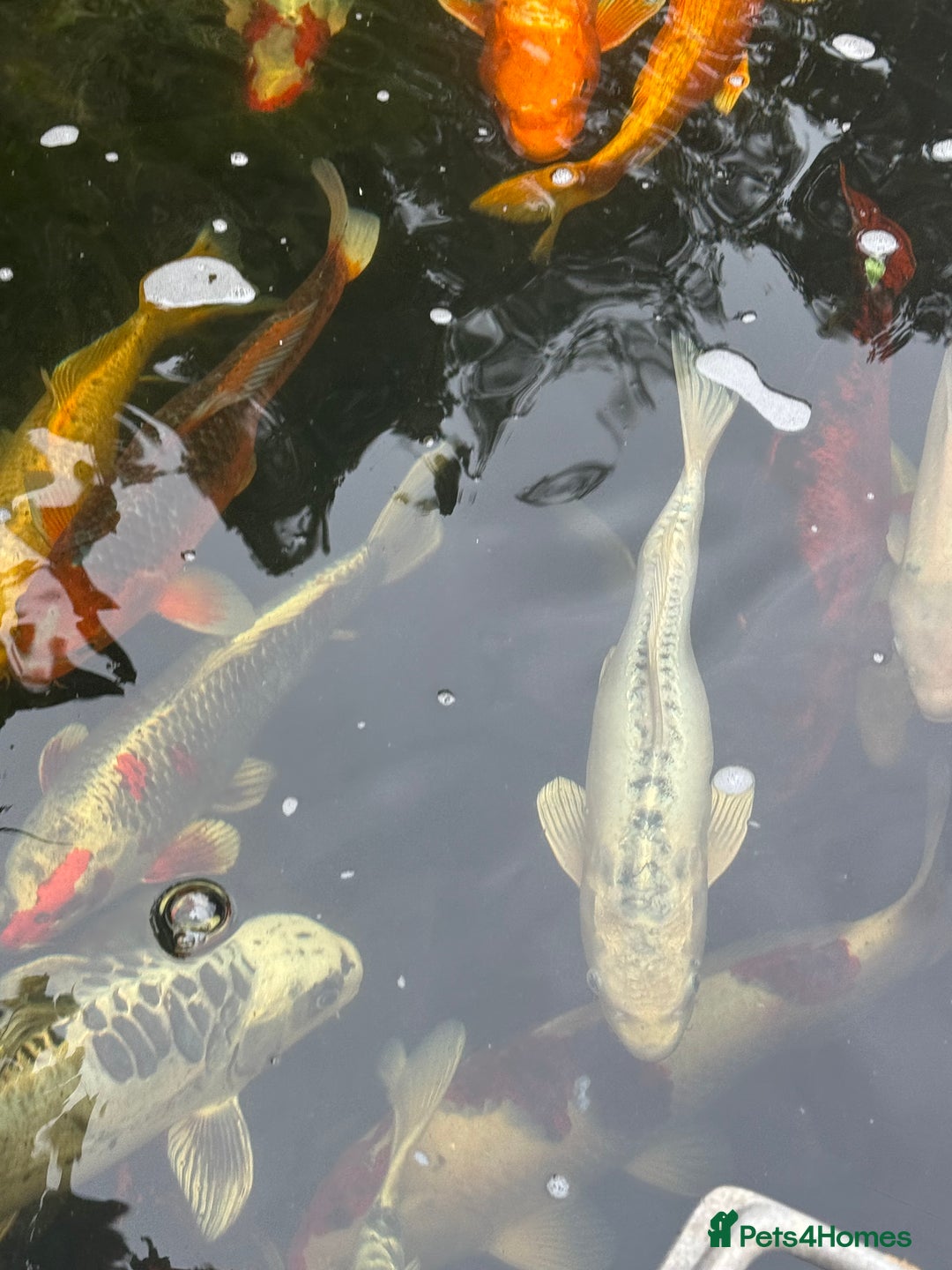 Koi Carp fish for sale: Complete Koi carp set up for sale - Image 14