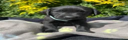 Labrador Retriever dogs for sale: 🐾 READY NOW🐾 FTCH Labrador Puppies - Advert 30