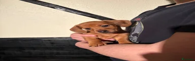 Dachshund Puppy 2