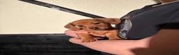 Dachshund dogs for sale: Ready Friday Dachshund puppies  - Advert 11
