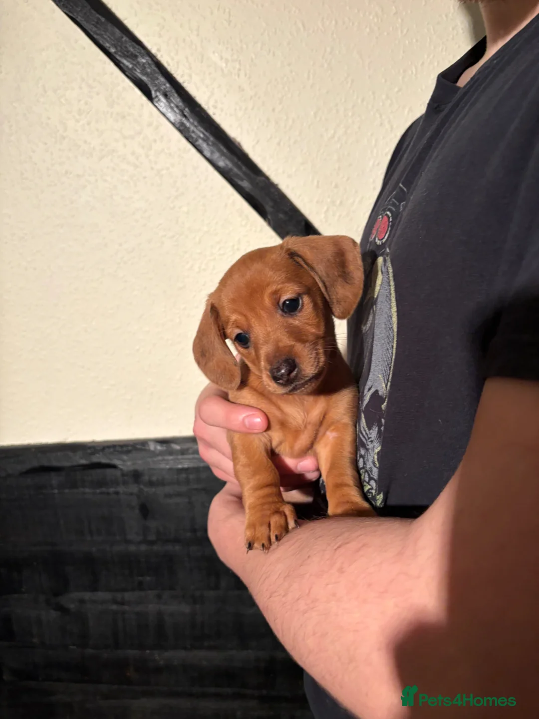 Dachshund dogs for sale: Ready Friday Dachshund puppies  - Advert 11