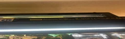 Gecko reptiles for sale: Crested gecko plus Bio active set up in Middlesbrough - Advert 2